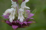 Lemon beebalm